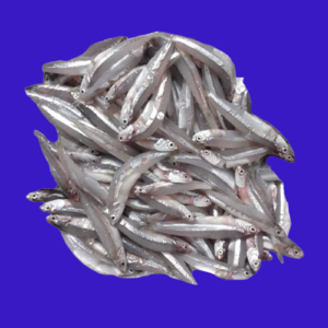 Teri Balok 10KG