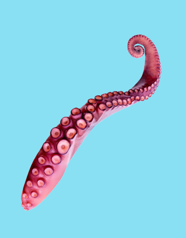 Tentacle Gurita Balok 10KG