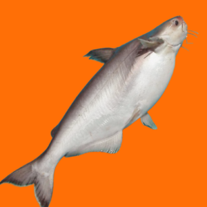 Patin WGS