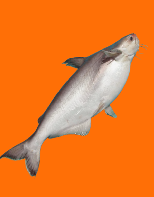 Patin WGS