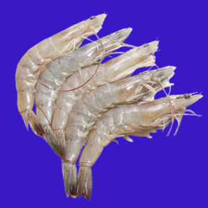 Udang Vaname Large Utuh IQF 1KG