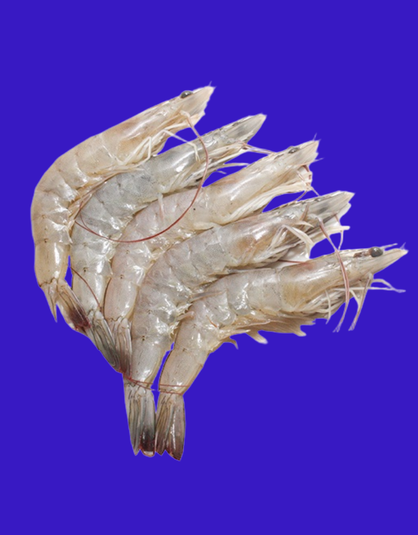 Udang Vaname Large Utuh IQF 1KG