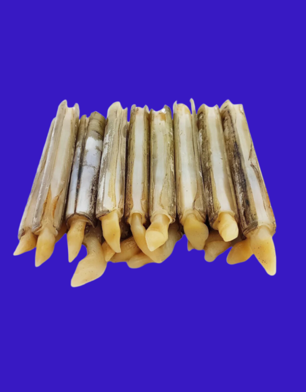 Kerang Bambu IQF