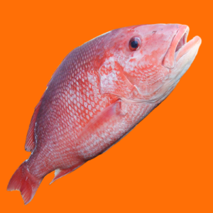 Kakap Merah/Red Snapper