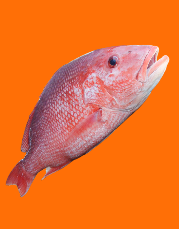Kakap Merah/Red Snapper