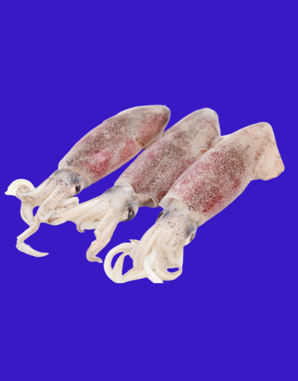 Cumi-Cumi Beku 1KG
