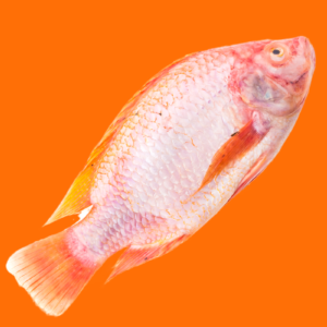 Marine Tilapia WGS Large