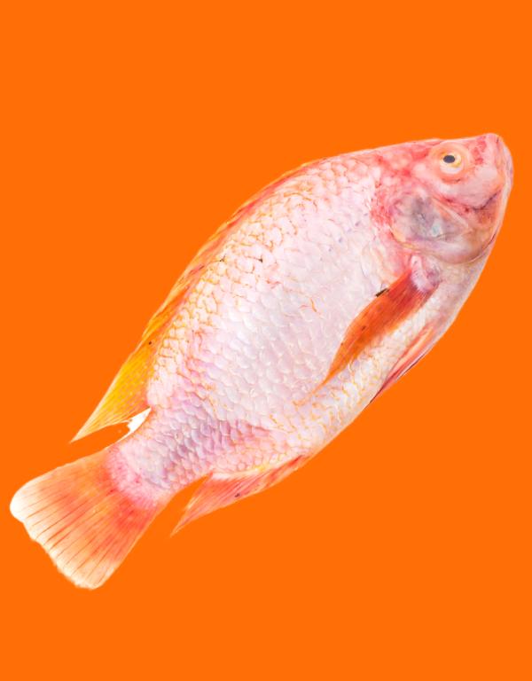 Marine Tilapia WGS Large